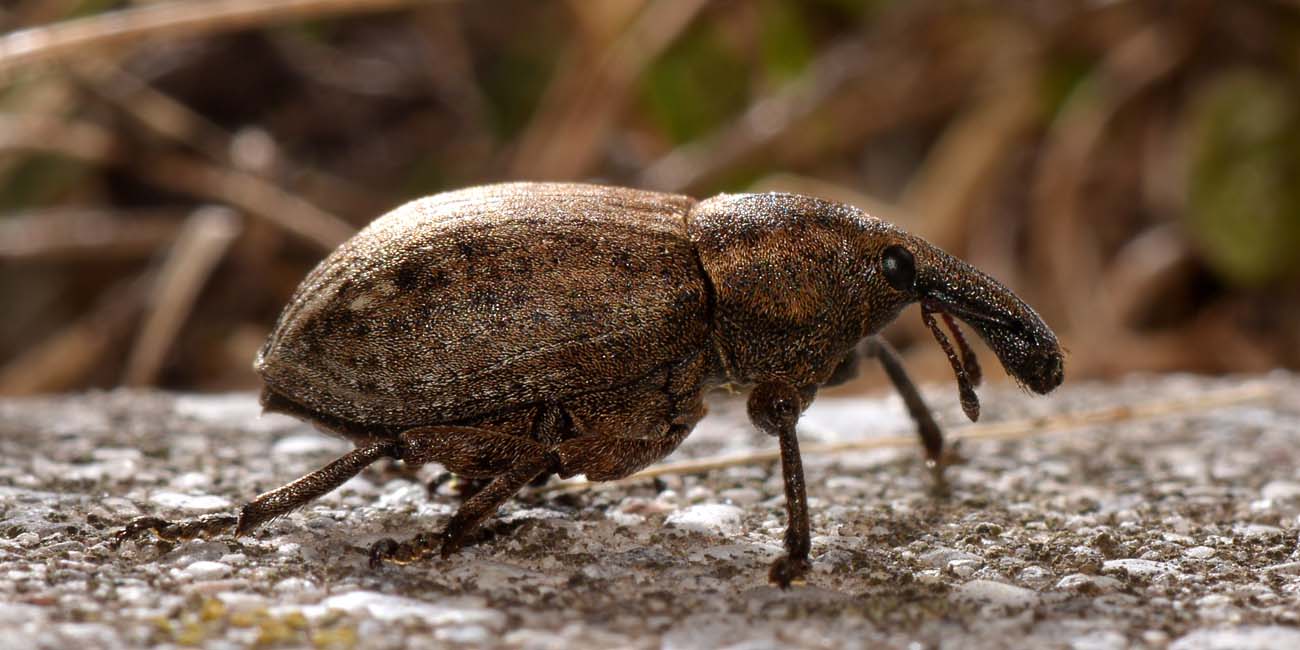 Curculionidae:  Lepyrus capucinus